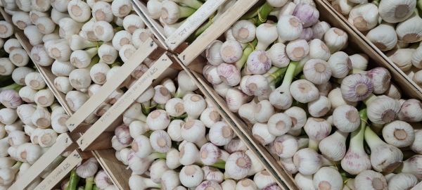 Knoblauch frisch Neue Ernte 2025